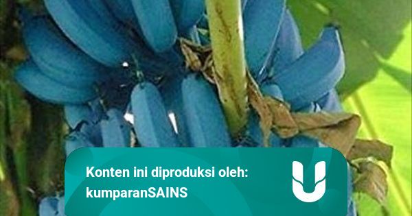 Pisang Ini Berwarna Biru Tosca  Seperti  Apa  Rasanya 